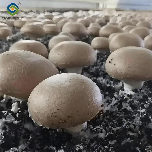 Plastique à couche unique Écran d'éteinte Serre Champignons Serre Bonne ventilation