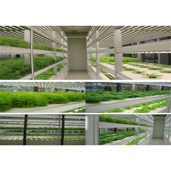 Easy Installed Plastic Garden Greenhouse , Large Plastic Greenhouse For Tomato