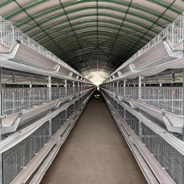 Hot Dip Galvanized Steel Fully Automatic Vertical H Type Multitier Chicken Egg Laying Cage