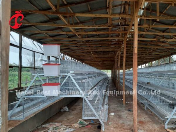Automatic Layer Battery Cage System Commercial Layer Chicken Cage 3 Tiers Hot Sale Rose