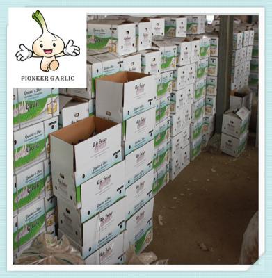 New Shandong corp fresh garlic 2016 with best quality China
