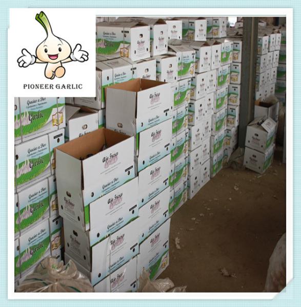 Best Quality and Cheap Price Normal Fresh White Garlic 2016 Super White Garlic Price