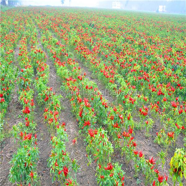 KOSHER Pepper Chile De Arbol 25KG Spicy Dried Chiles 40mm Length