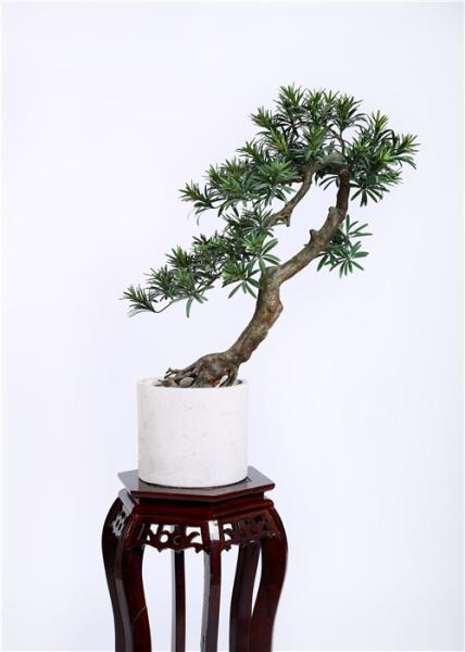 Custome Indoor Bonsai Tree , Original Bonsai Tree No Human Environment Harm