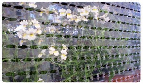 Agriculture Ground Cover/Mulch Film/Weed Mat,Biodegradable black and white film for agricultural mulching film,compostab