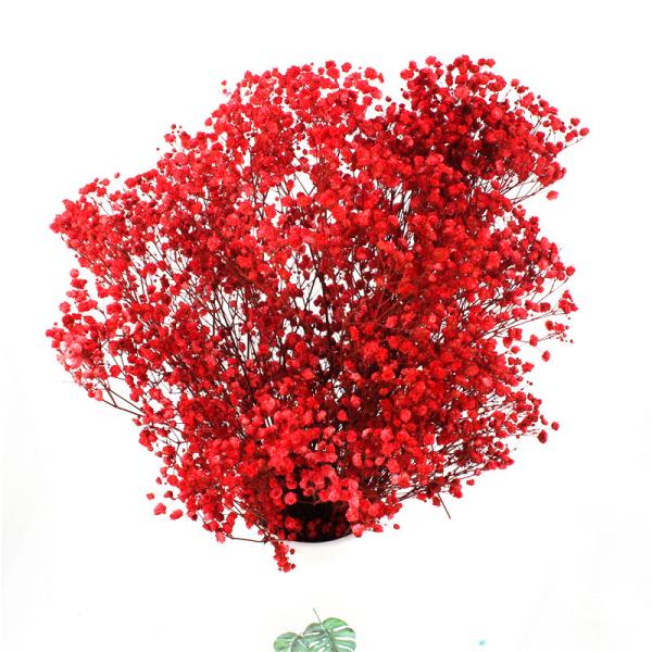 A cor macia preservada secou a respiração do bebê bonita pelo ano novo Valentine Gift