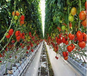 Agricultura a medida Invernadero Tomates Invernadero con alto rendimiento