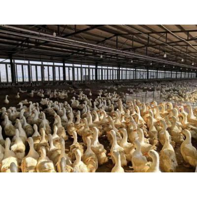 Industrial Design Style Large Steel Chicken Coop Run for Backyard Hen House Poultry