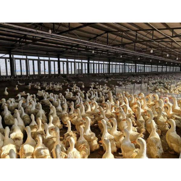 Construção em aço de estilo industrial Casa de frango para ginásio e galpão de aves