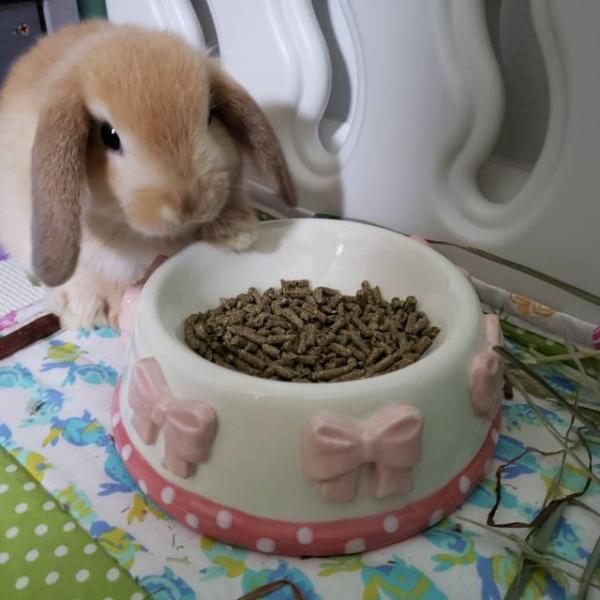 Whimsical Pink Bow Posh Cat Bowls 5