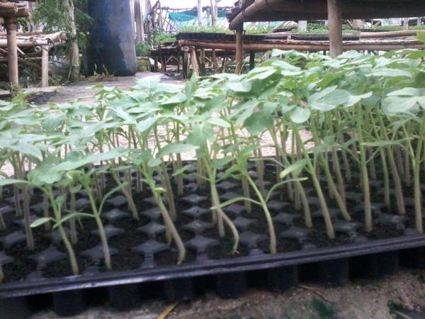 various kind holes plastic Plant Growing generation Trays plastic growing trays for you to plant planters