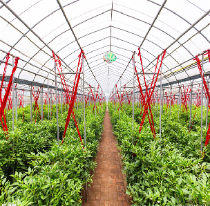 Agricultural NFT Vertical Growing Greenhouse Soilless Greenhouse Multi Span