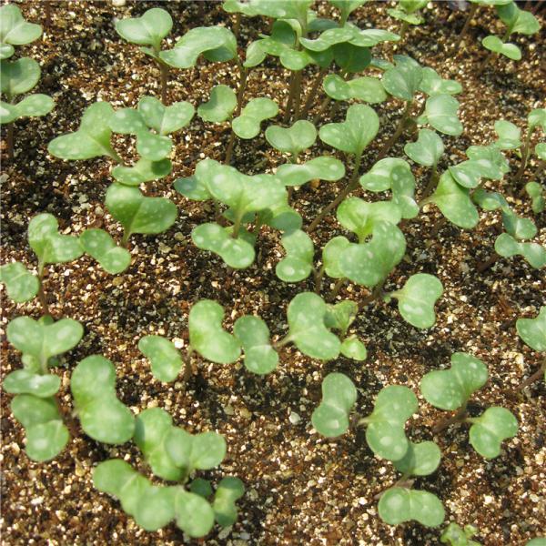 Factory Supply Horticultural Vermiculite For Seedling Cultivation And Cuttings Loosening Soil Breathable Flower Vermicul