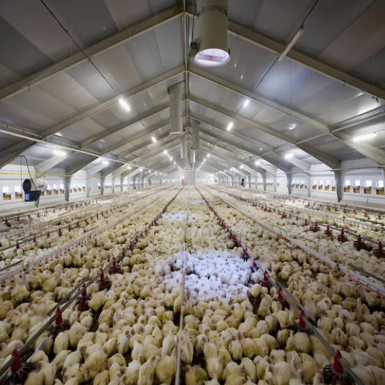 Low Maintenance Cost Prefabricated Steel Structure Poultry House with Suitable Temperature Control