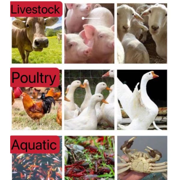 Organic Protein chelate Selenium(Se) fuel materials for animal feed production Feed Premix