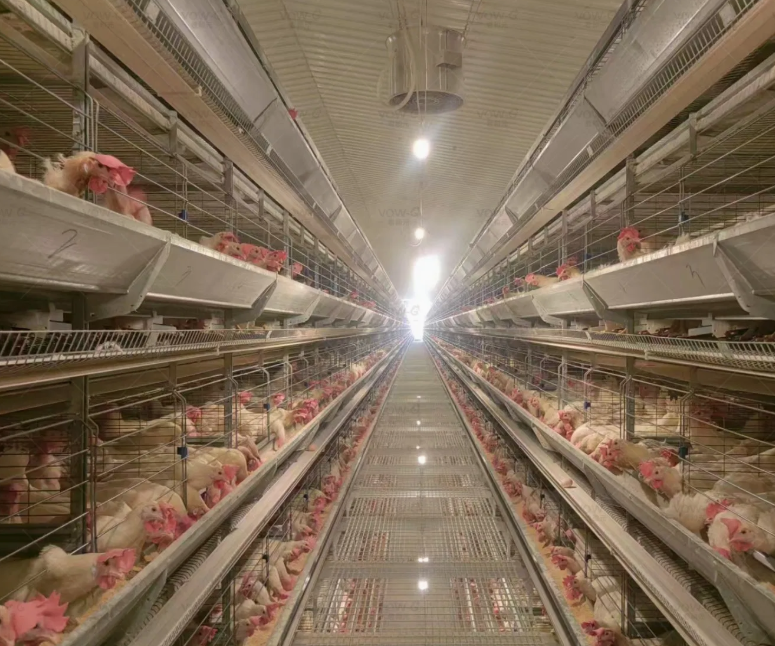 High-rise Multi-tier Hot-dip Galvanized Layer Cage System for Automated Poultry Farming