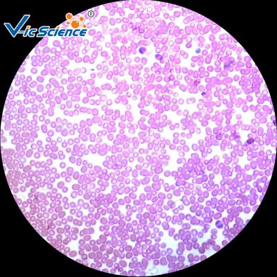 Educational Prepared Histology Lab Slides 100pcs  76.2×25.4×(1.0-1.2) Mm