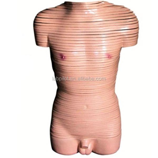 Anatomical Demonstration Male Torso Transverse Section Model Human Anatomical Models