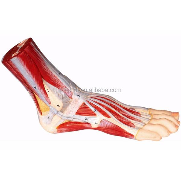 Medical Science Accurate 3D Anatomical Human Foot Model for Training and Demonstration