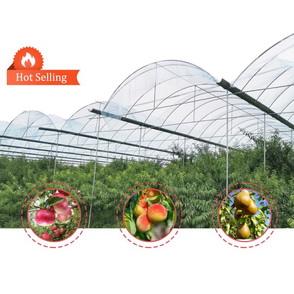 PE Film Cover Rain Shelter Greenhouse with Hot Galvanized Steel Frame for Easy Assembly and Plants Cultivation
