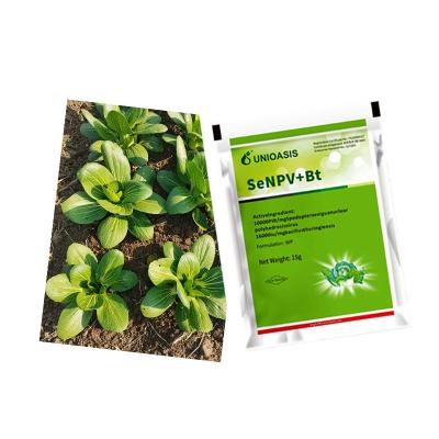 Vegetais verdes crucíferos Pesticida orgânico SeNPV Pragas Spodoptera Exigua Beterraba Armyworm Matador