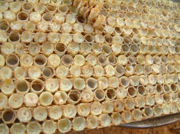 10-HDA 4.0% Pure Fresh Royal Jelly Lyophilized Tablet 100g
