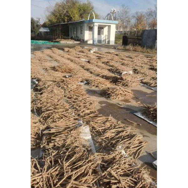 Racine d'Astragale Membranaceus séchée au soleil, herbes médicinales chinoises biologiques