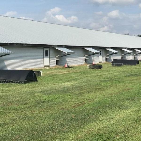 Custom Prefab Steel Poultry Farm Building - Galvanized Q235B/Q355