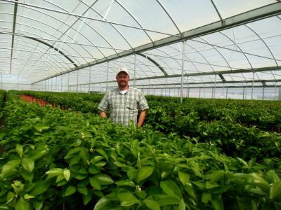 PE Plastic Film Strawberry Plant Greenhouse With Hydroponics System