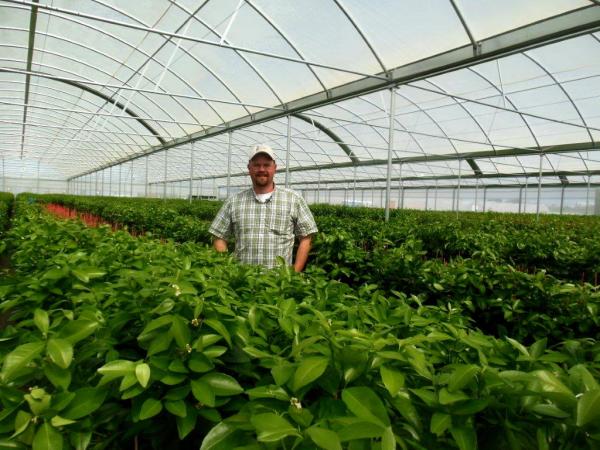 PE Plastic Film Strawberry Plant Greenhouse With Hydroponics System