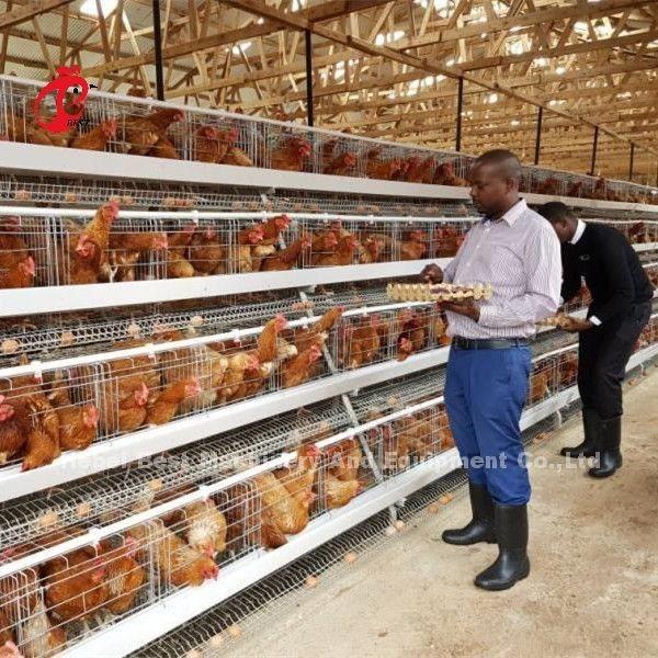 o sistema da gaiola do cultivo de aves domésticas de 4 séries, fácil instala a gaiola galvanizada Doris da galinha