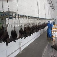 Electrical Heating Automatic Chicken Scalding Machine For Slaughtering Line