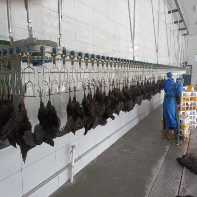 Electrical Heating Automatic Chicken Scalding Machine For Slaughtering Line