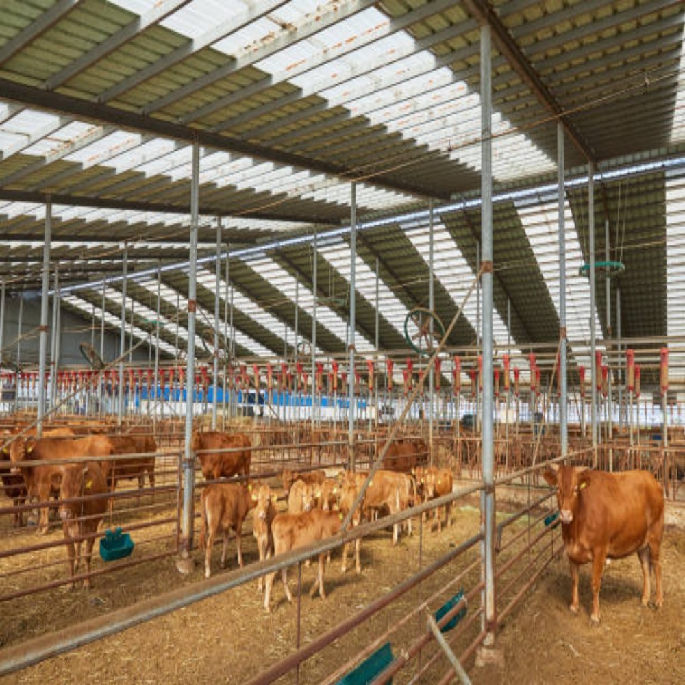Pre-Engineered Steel Freestall Dairy Barns with High-Tensile Structural Steel and Automated Watering System