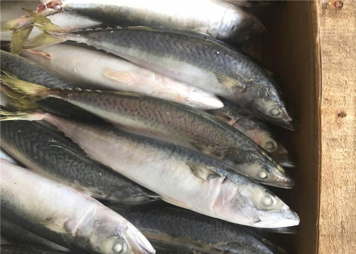 Все круглое Тихое океан 4Pcs 6Pcs в скумбрию Kg свежую замороженную для рынка