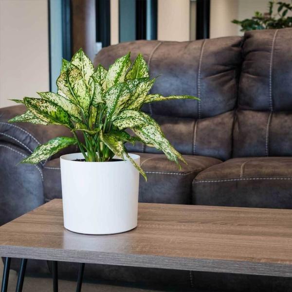 Potes de plantas de flores de fibra de vidro personalizados para plantas de interior