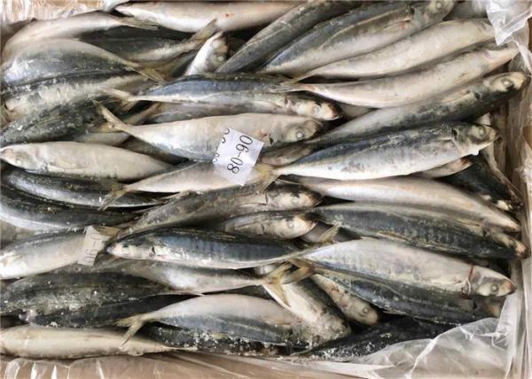 Decaptromateus Macrosoma 80g 90g Bulk Frozen Sea Baits