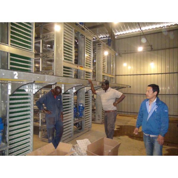 0.75kw H Type Automatic Poultry Feeding System For Chicken Layer Cage