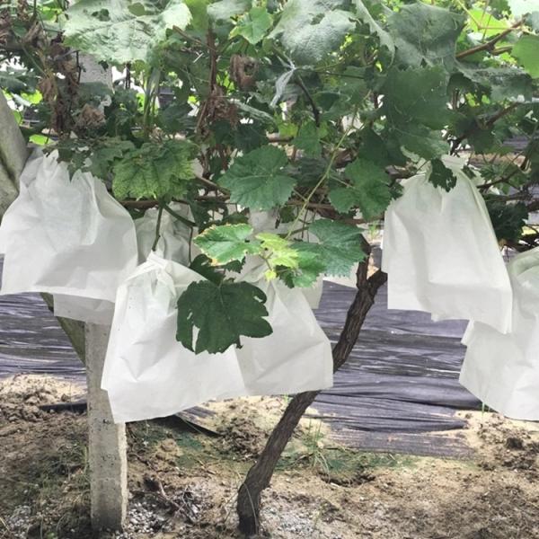 Nonwoven Grape Protection Bags