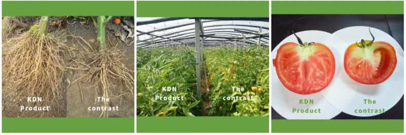 Plant Probiotics fertilizer