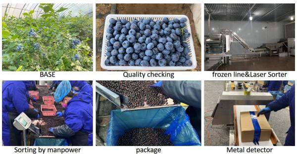 Hot Selling Frozen Fruits IQF Blueberry 10kg Frozen Blueberry in Bulk