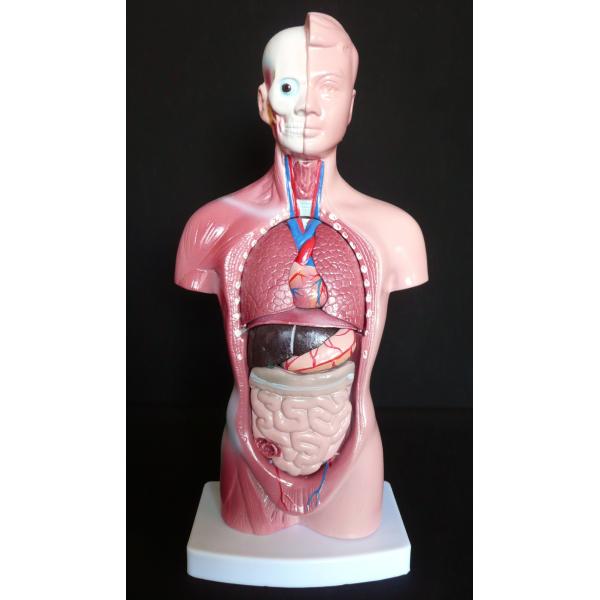 Wholesale Medical Human Trunk Model Manikins For Surgery  Training