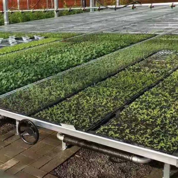 Plântula de produção transportável de rolamento do berçário dos bancos da estufa comercial