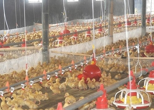 Al-Zn Coating 1.5mm Automatic Duck Feeder For Farm House Equipment