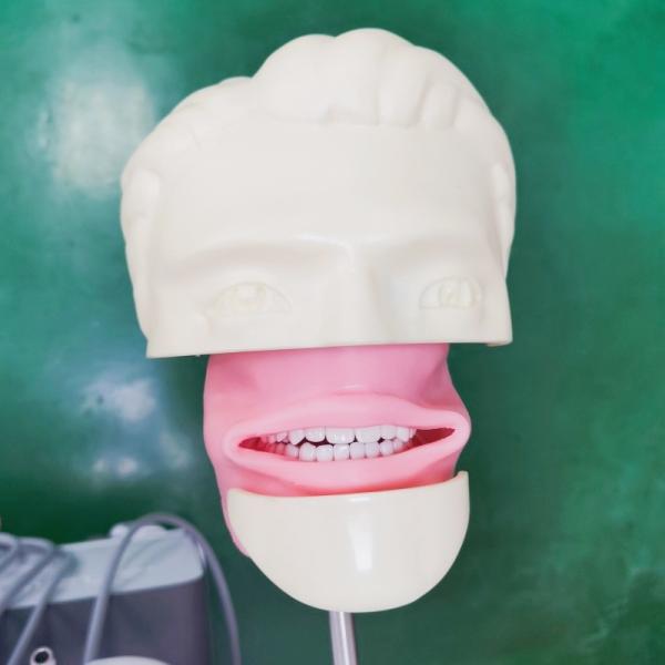Escola Dentária Cabeça Fantasma Para Estudante Dentário Modelo de Estudo Unidade de Cabeça Fantasma Dentária