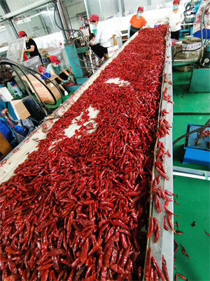 Воздух высушил средства Chilies Тяньцзиня стручки Чили красного горячие происходить высушенные