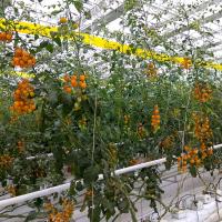 Guita forte e flexível do tomate para o apoio fácil da planta e a estabilização UV de formação