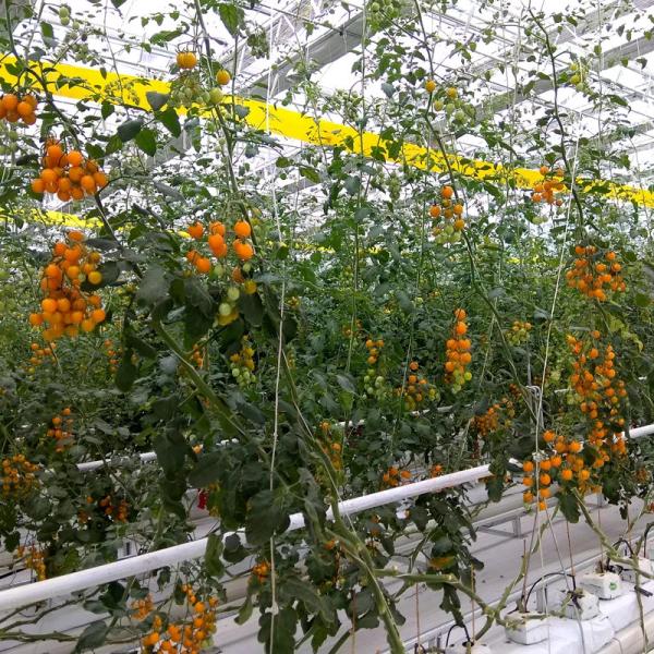 A corda aditiva UV 1200m/Kg 1000m/Kg da embalagem da guita da ráfia de México torceu a tenacidade alta