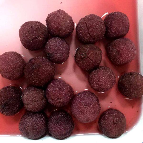 Pure Natural Canned Waxberry / Bayberry In Syrup Fresh Taste Organic Canned Fruit