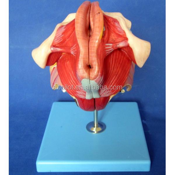 Human Reproductive System Model Advanced Pelvis with Pelvic Floor Muscles and Perineum